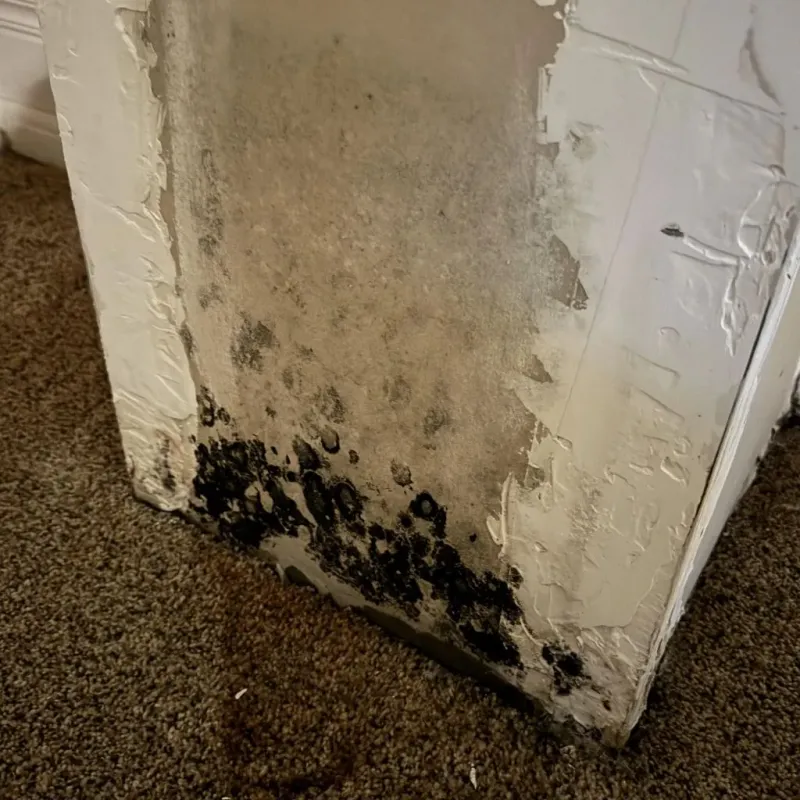 Professional Mold Removal in Carriere, MS